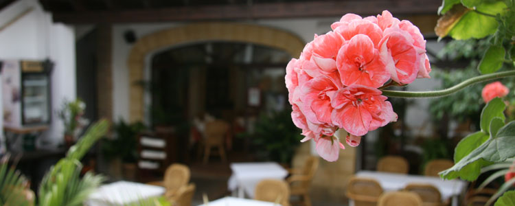 Patio Andaluz del Hostal